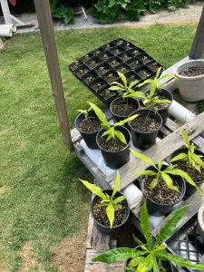 Foster a plant keiki growing in volunteers backyard