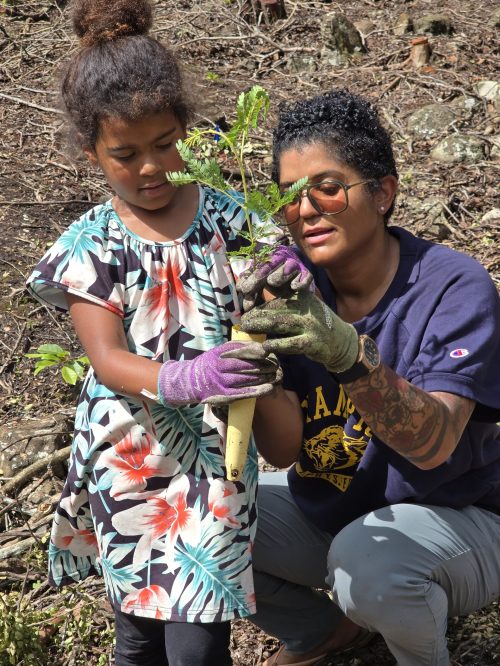 3 - Hawaiian Hardwoods Background